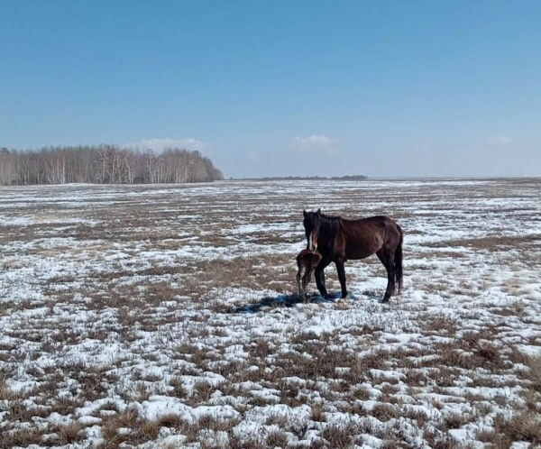 Полицейские Карагандинской области ищут хозяев украденных лошадей