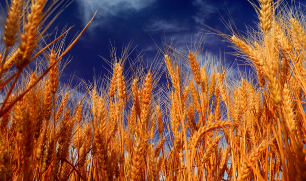 Глава МСХ озвучил прогнозы по урожаю пшеницы в Казахстане