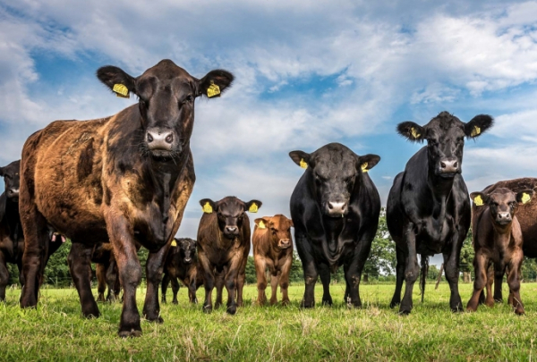 Спровоцирует ли жаркая погода дефицит кормов для скота — МСХ РК
