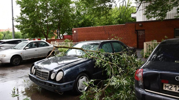 Падают на машины и наносят ущерб: найден виновный в плохом содержании деревьев в Алматы