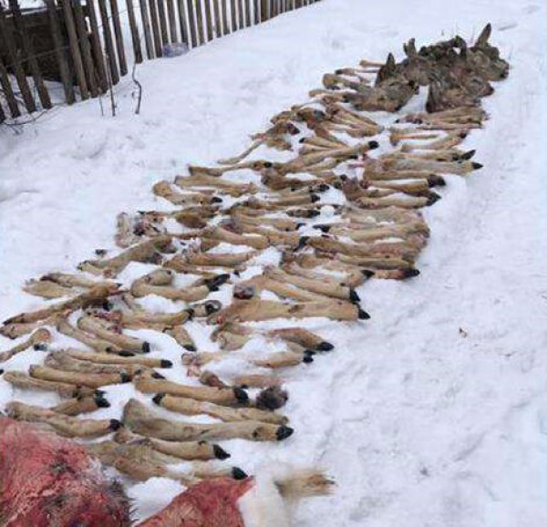 Рожки да ножки